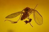 Two Fossil Flies (Diptera) In Baltic Amber #145496-2